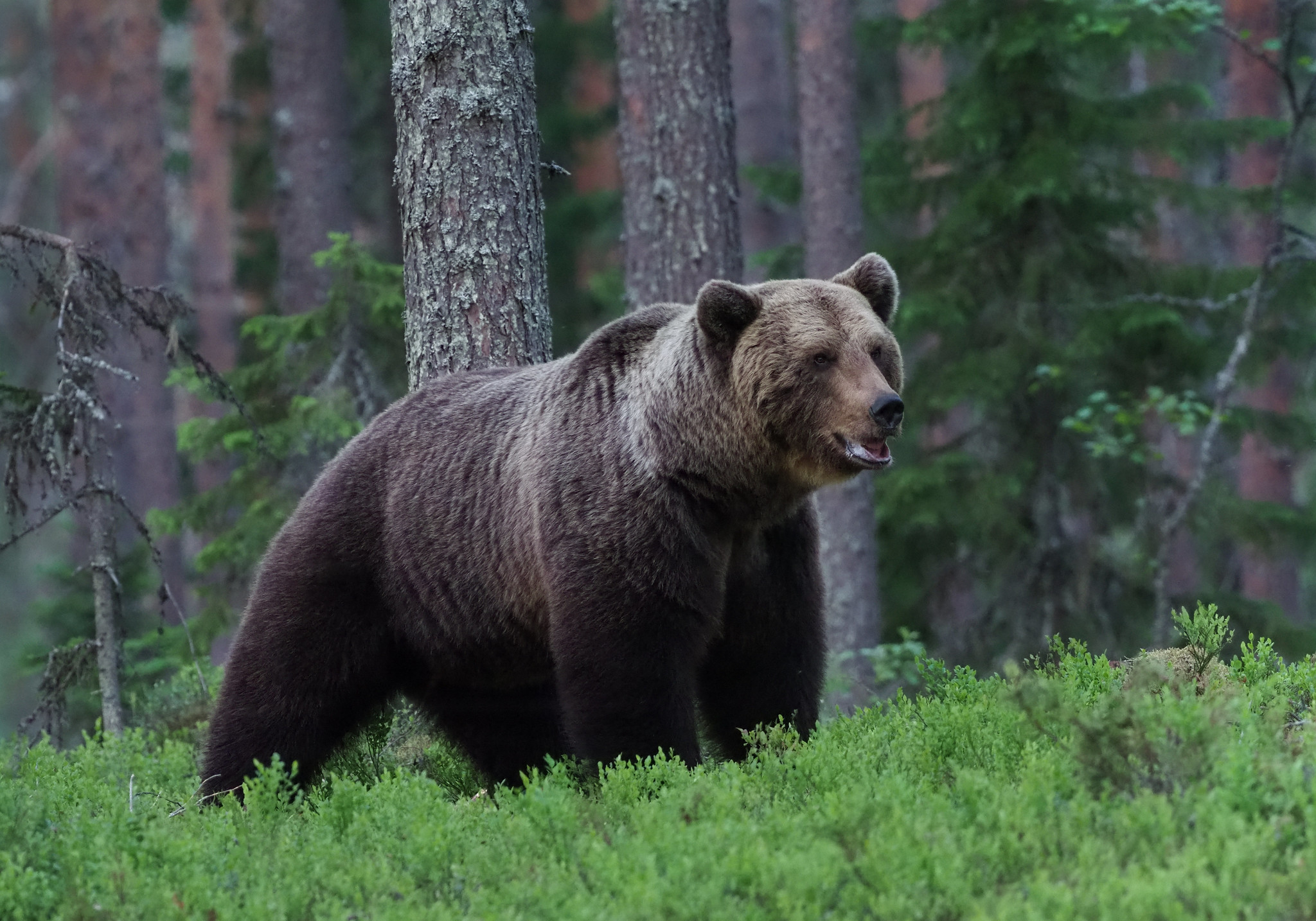 bear in finland